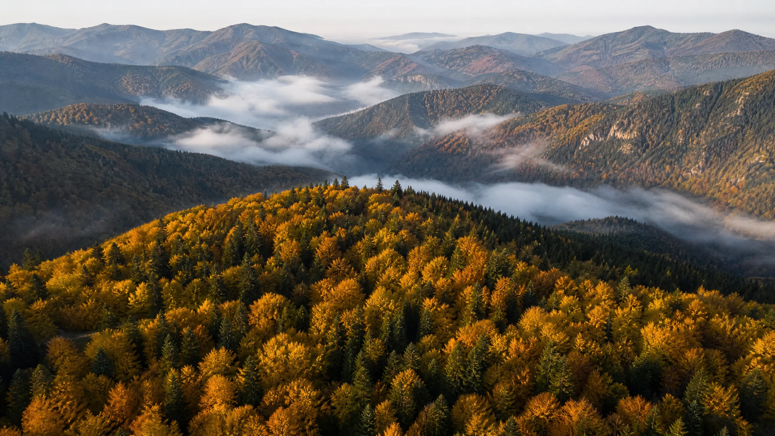 2024野生菌采集季